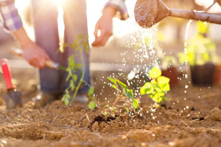 25 Best Plants to Grow in the Veggie Garden Image